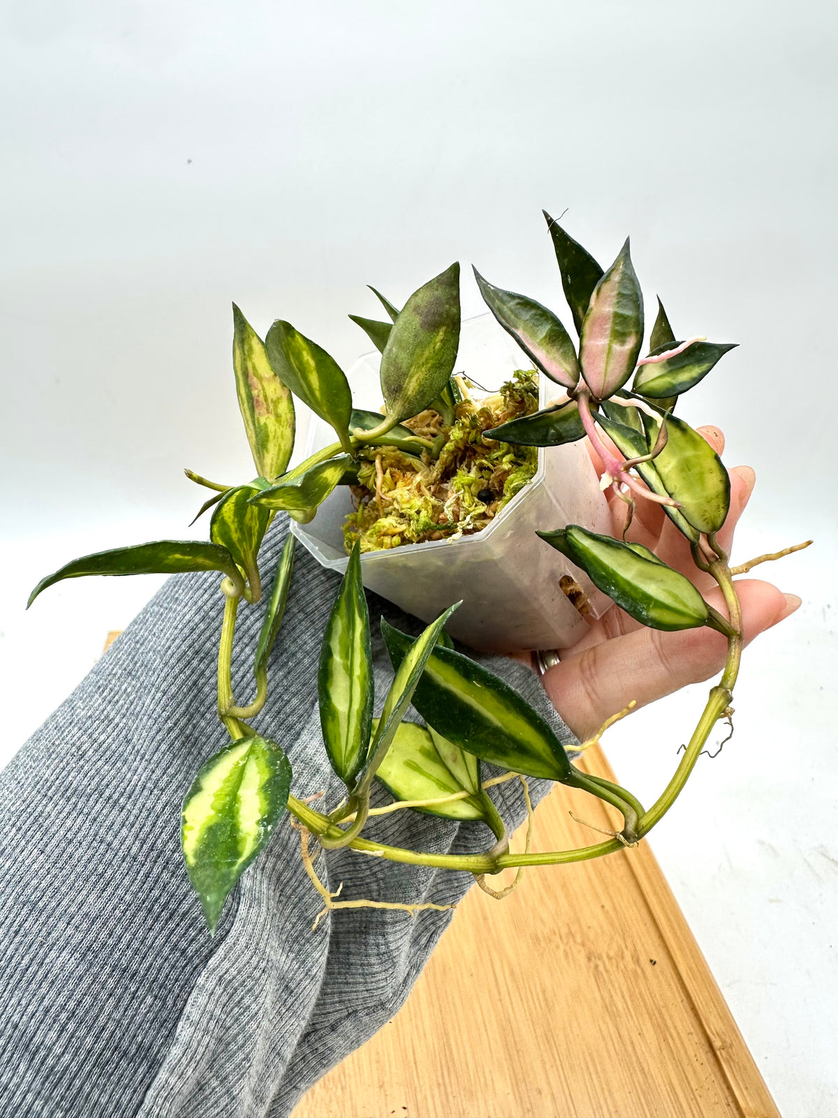 Hoya Lacunosa Variegated