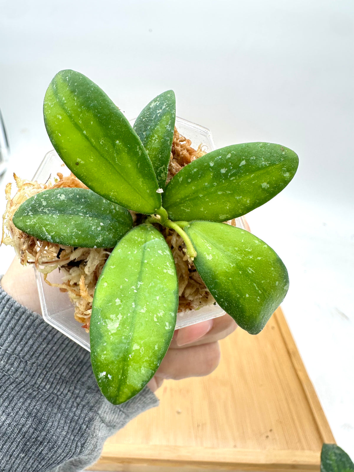 Hoya VL9 Variegated Splash