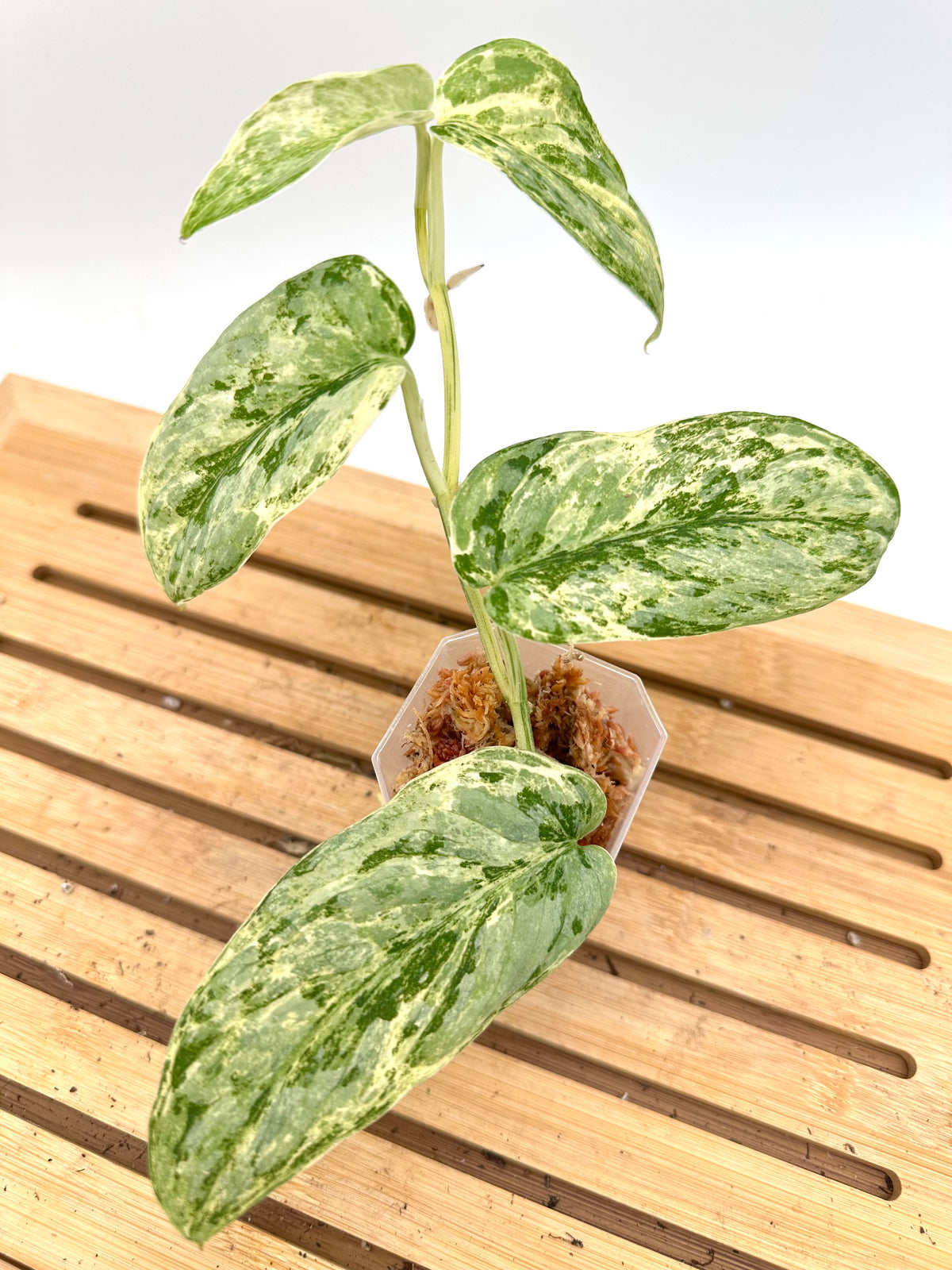 Scindapsus Guelis Variegated