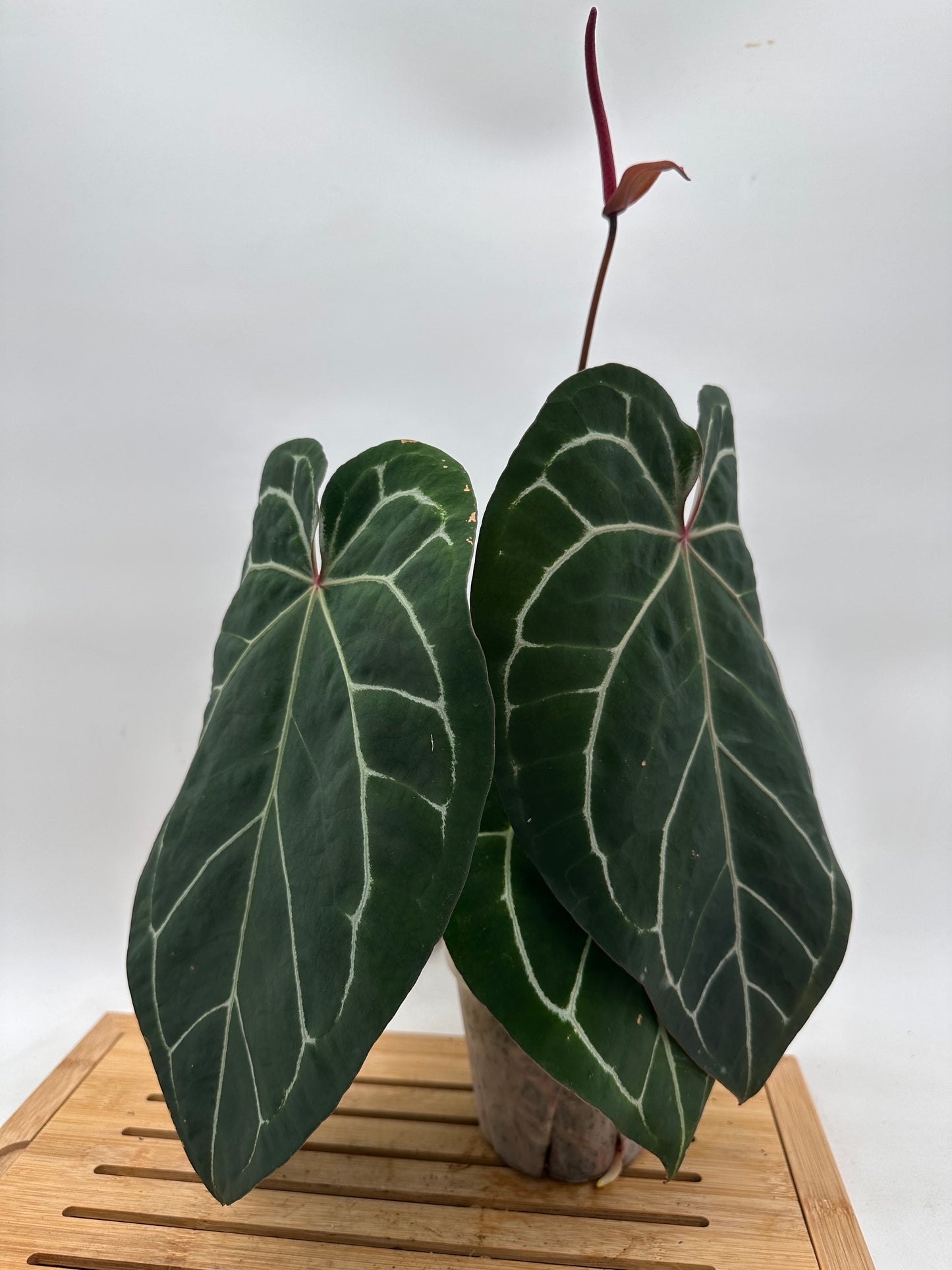 Anthurium Memoria Tim Anderson - Large