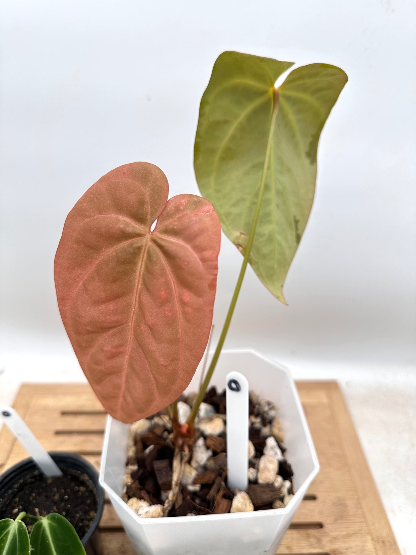 Combo Sale - Anthurium AOS x FS & Warrocquenum Queen