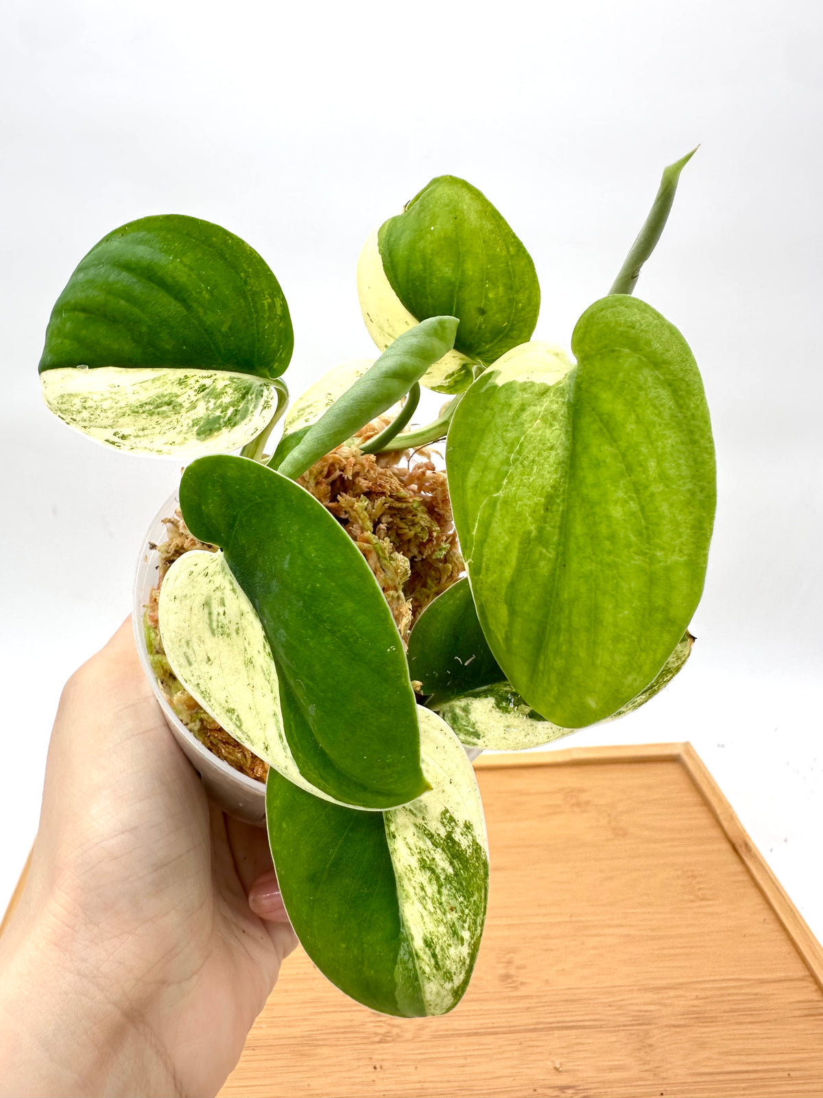Scindapsus Mangurai Variegated