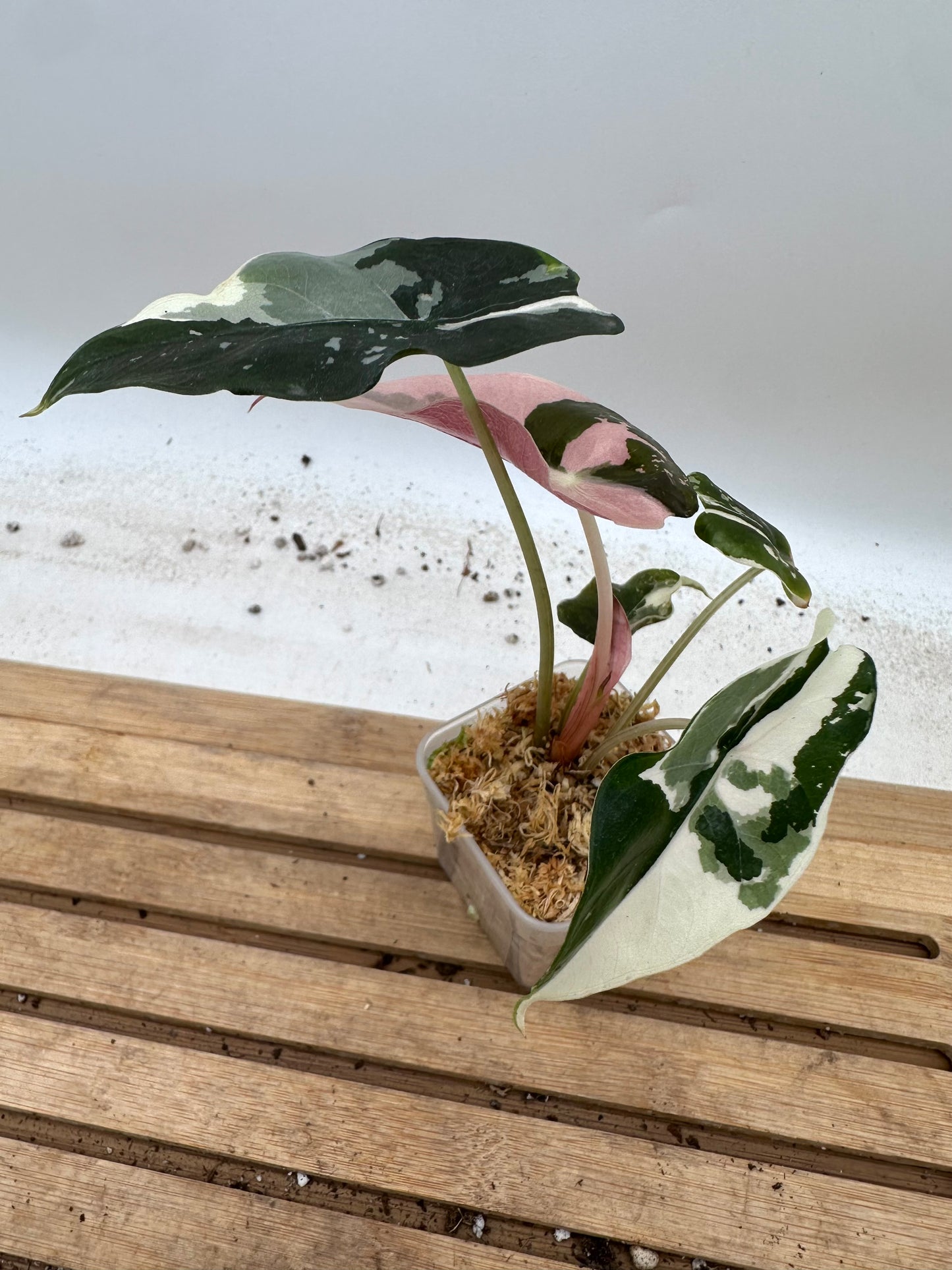 Alocasia Chantrieri Pink Variegated