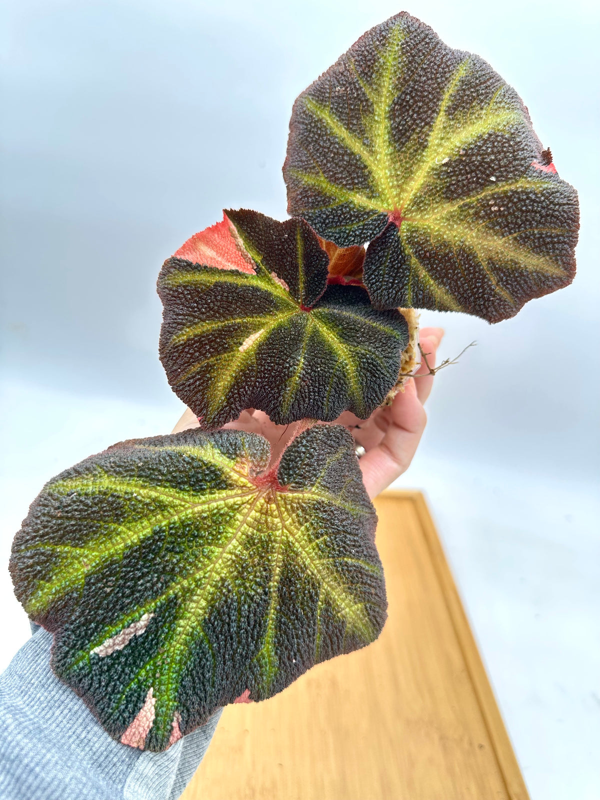Begonia Soli Mutata Variegated