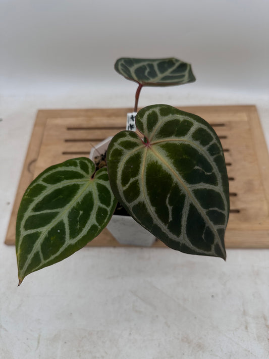 Anthurium Black Crystallinum x Red Crystallinum