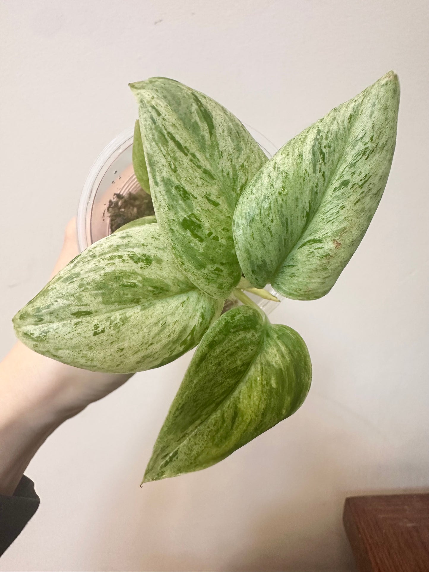 Scindapsus Superstar