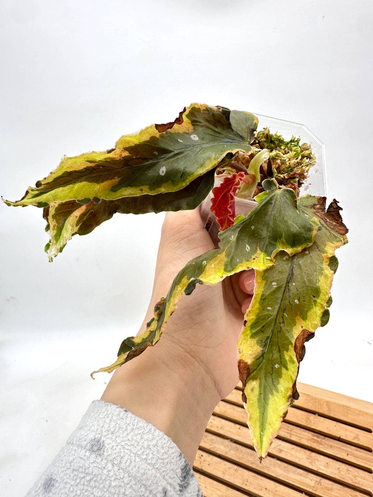 Begonia Sport Dainty Spray Variegated