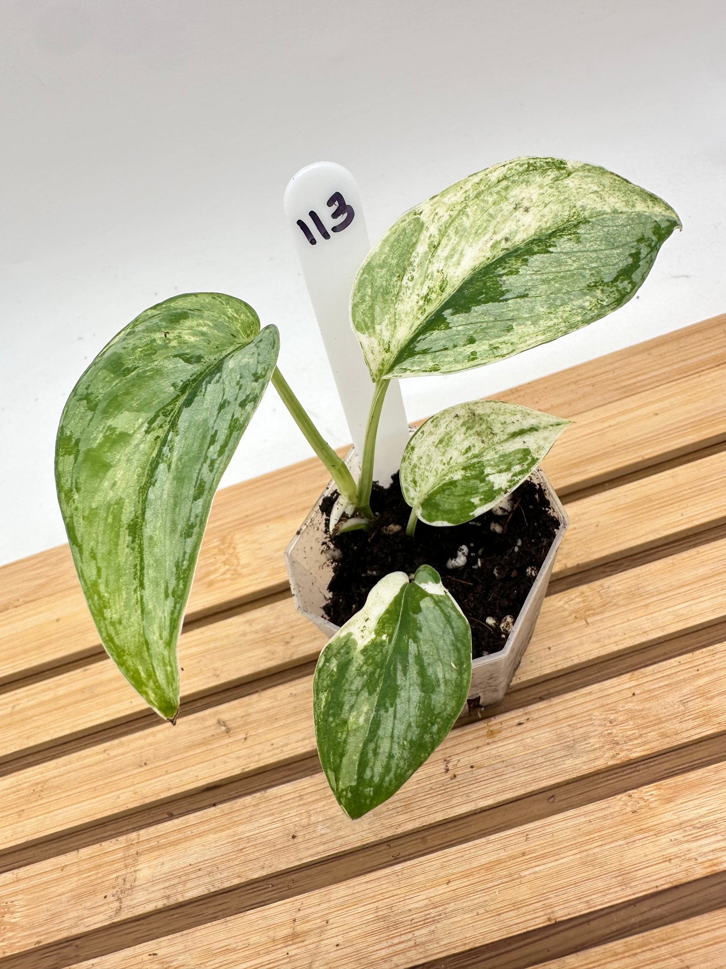 Scindapsus Silver Cloud Variegated
