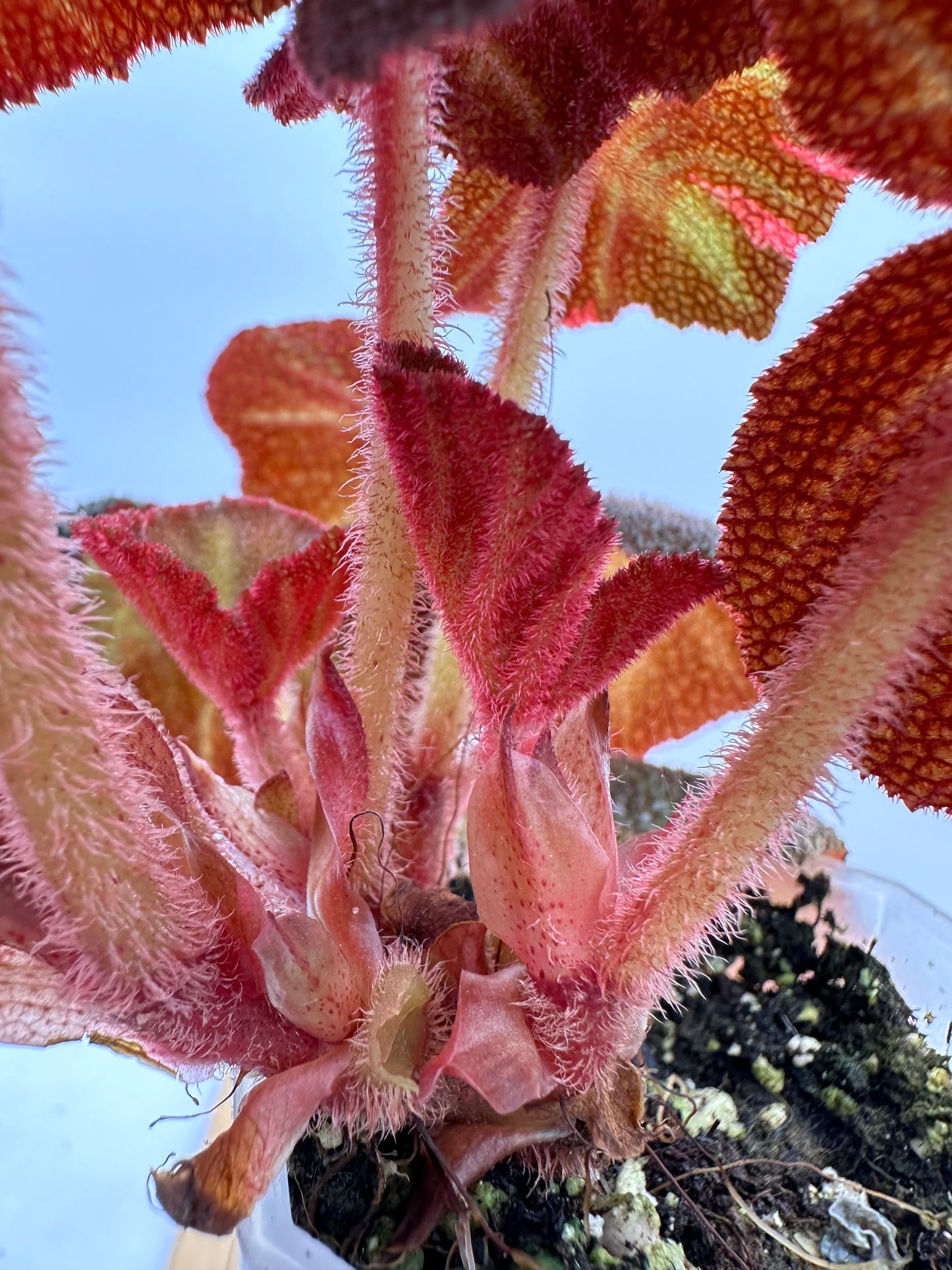 Begonia Soli Mutata Pink Variegated