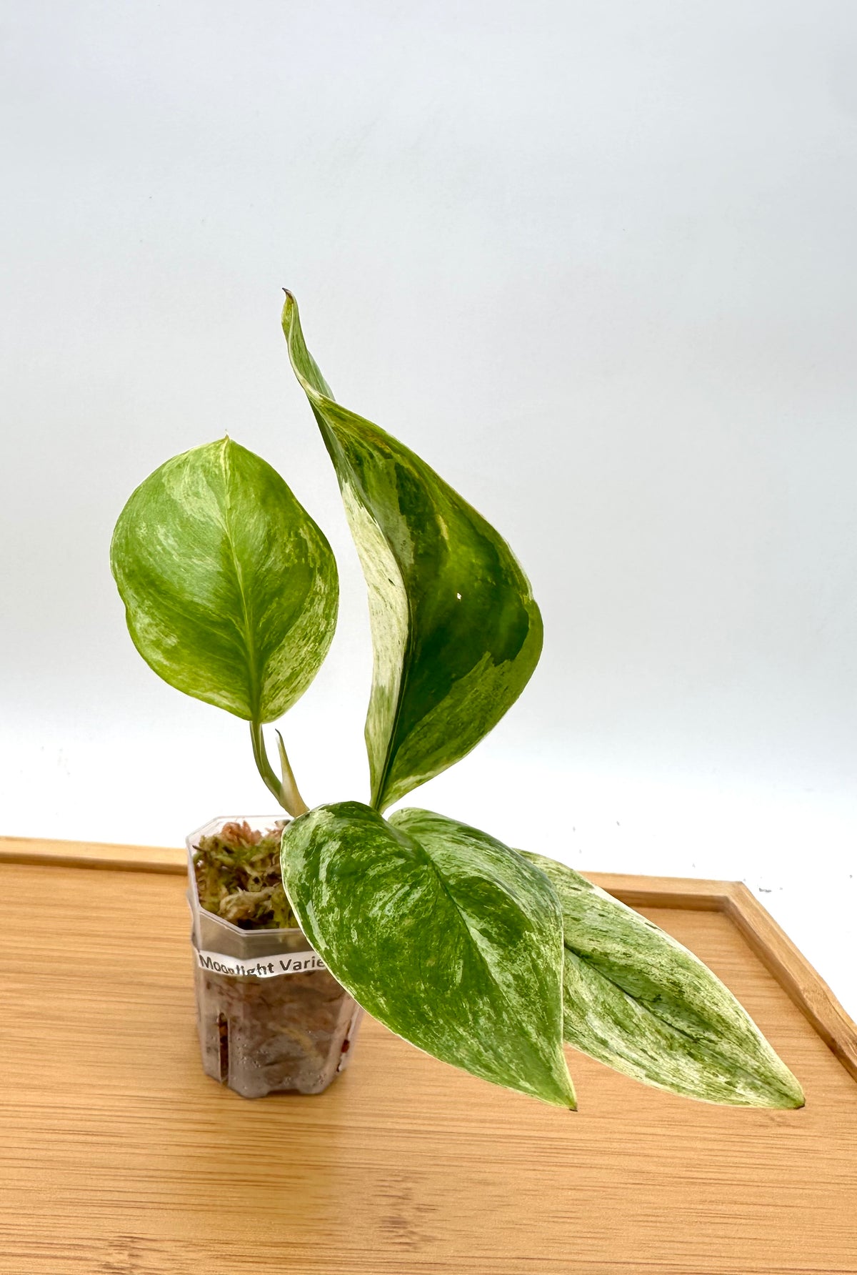 Scindapsus Treubii Variegated