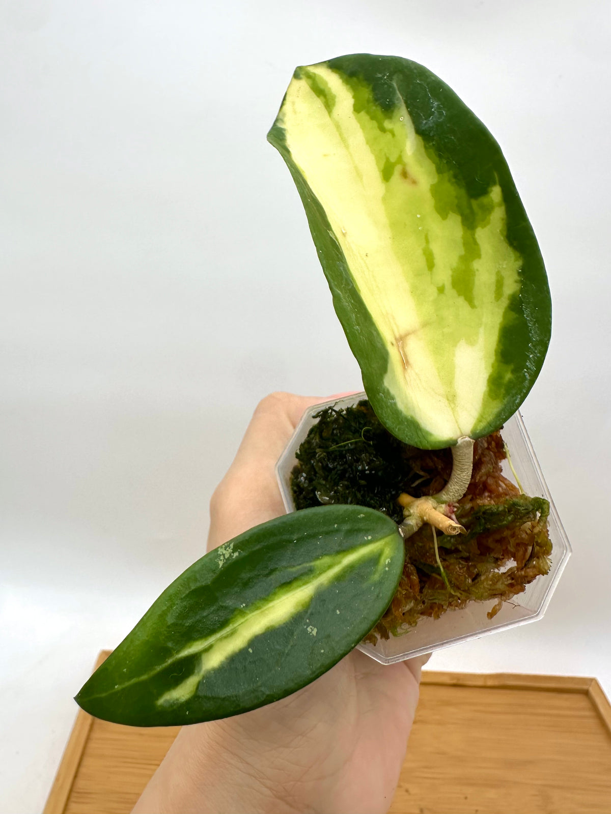 Hoya Acuta Inner Variegated