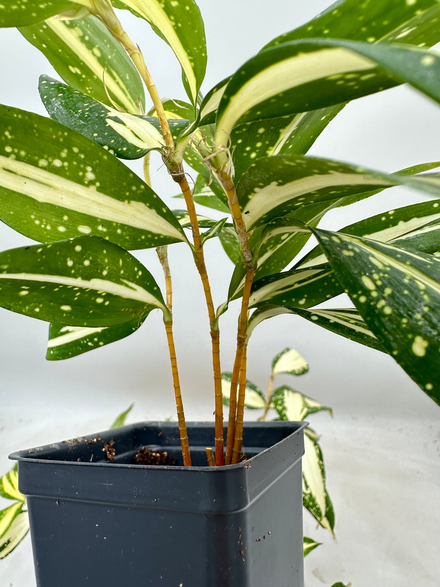Pre Mother’s Day Sale - 
- Rare Find🪴 Draceana ‘Milky Way’