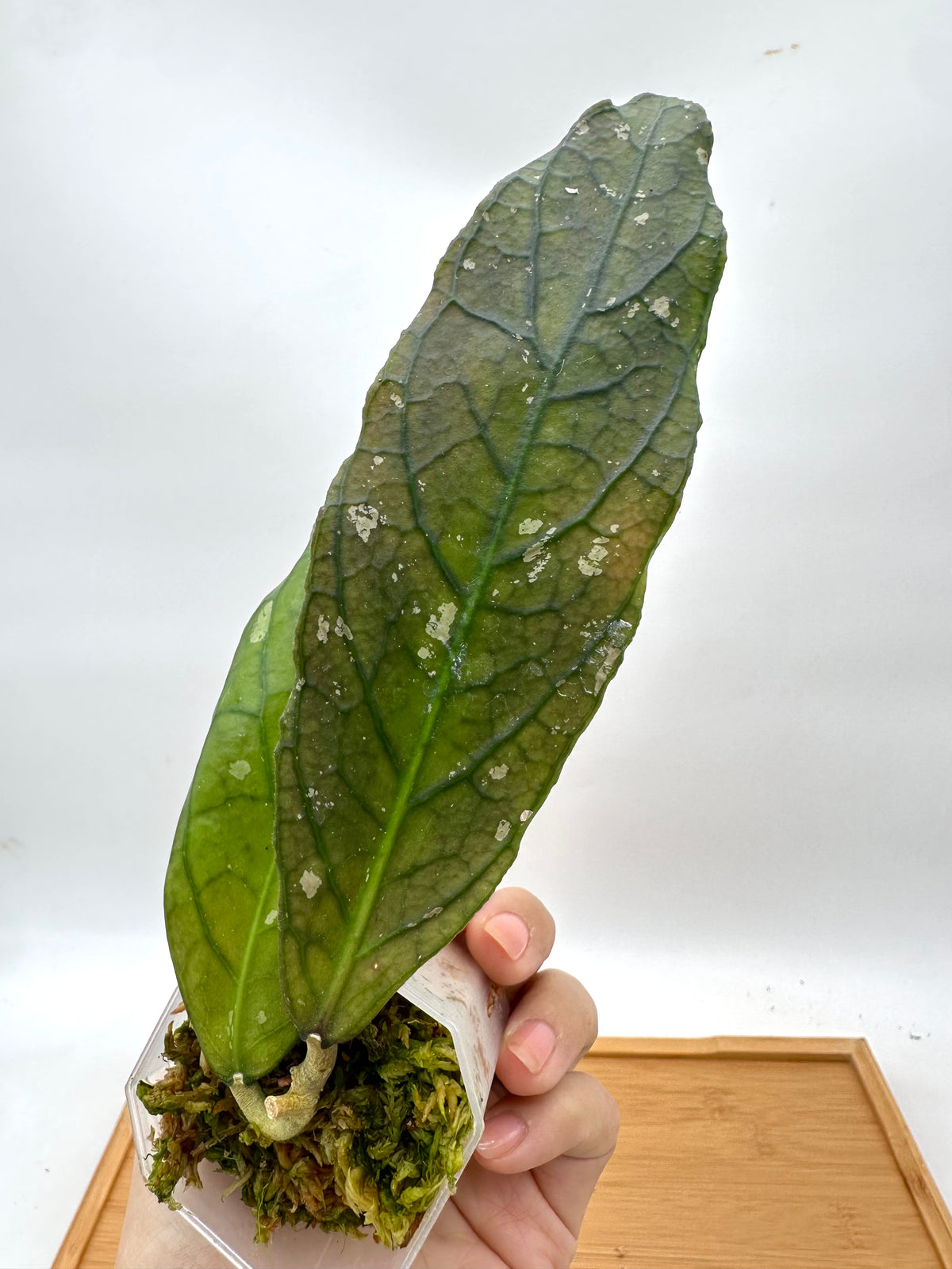Hoya sp. Tanggamus