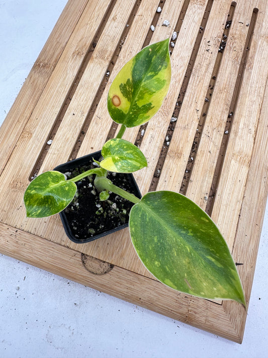 Thanksgiving Sales - Variegated Philodendron Green Congo Nuclear Hybrid