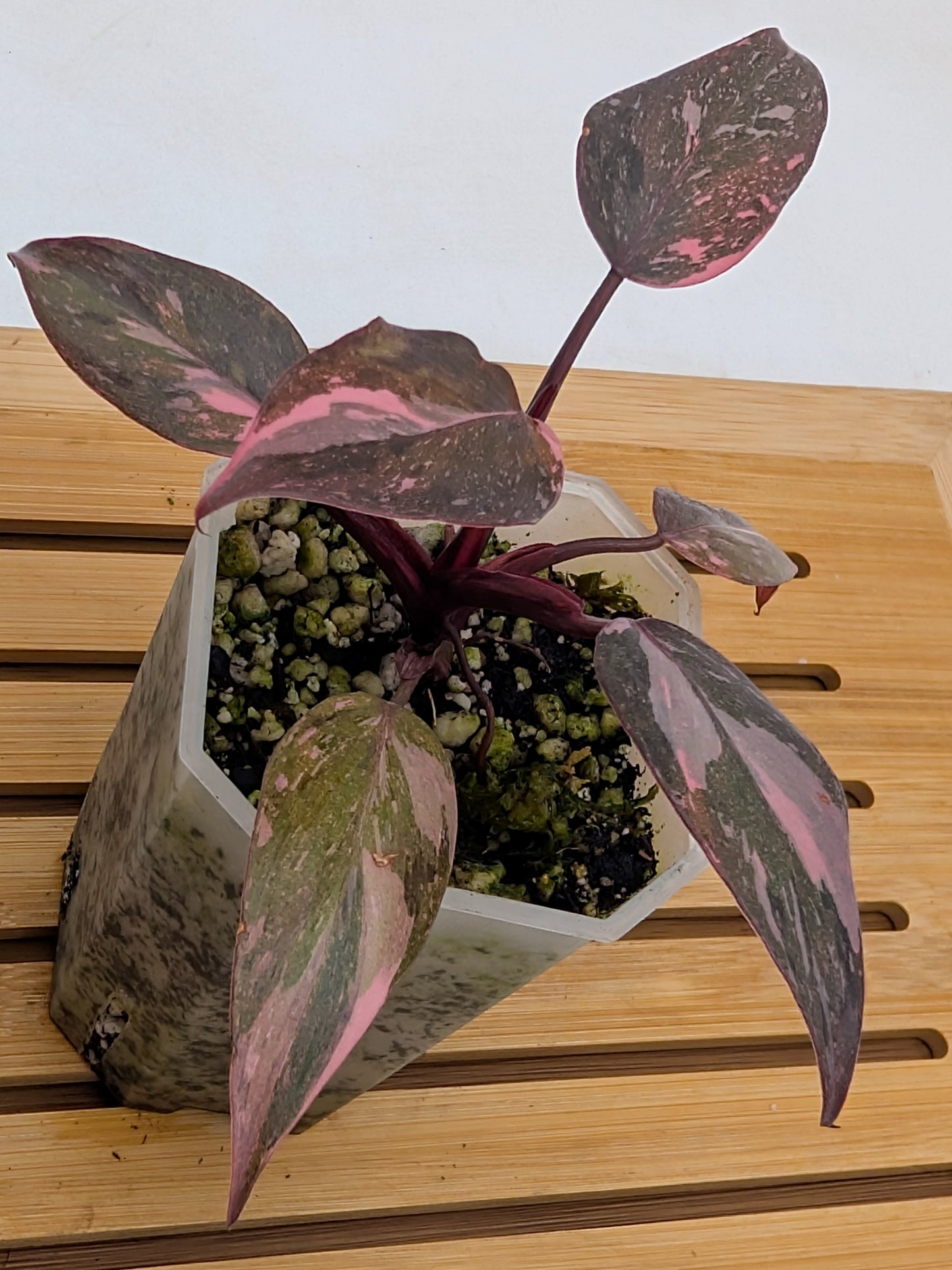 Philodendron Pink Princess Marble Galaxy - From Thailand