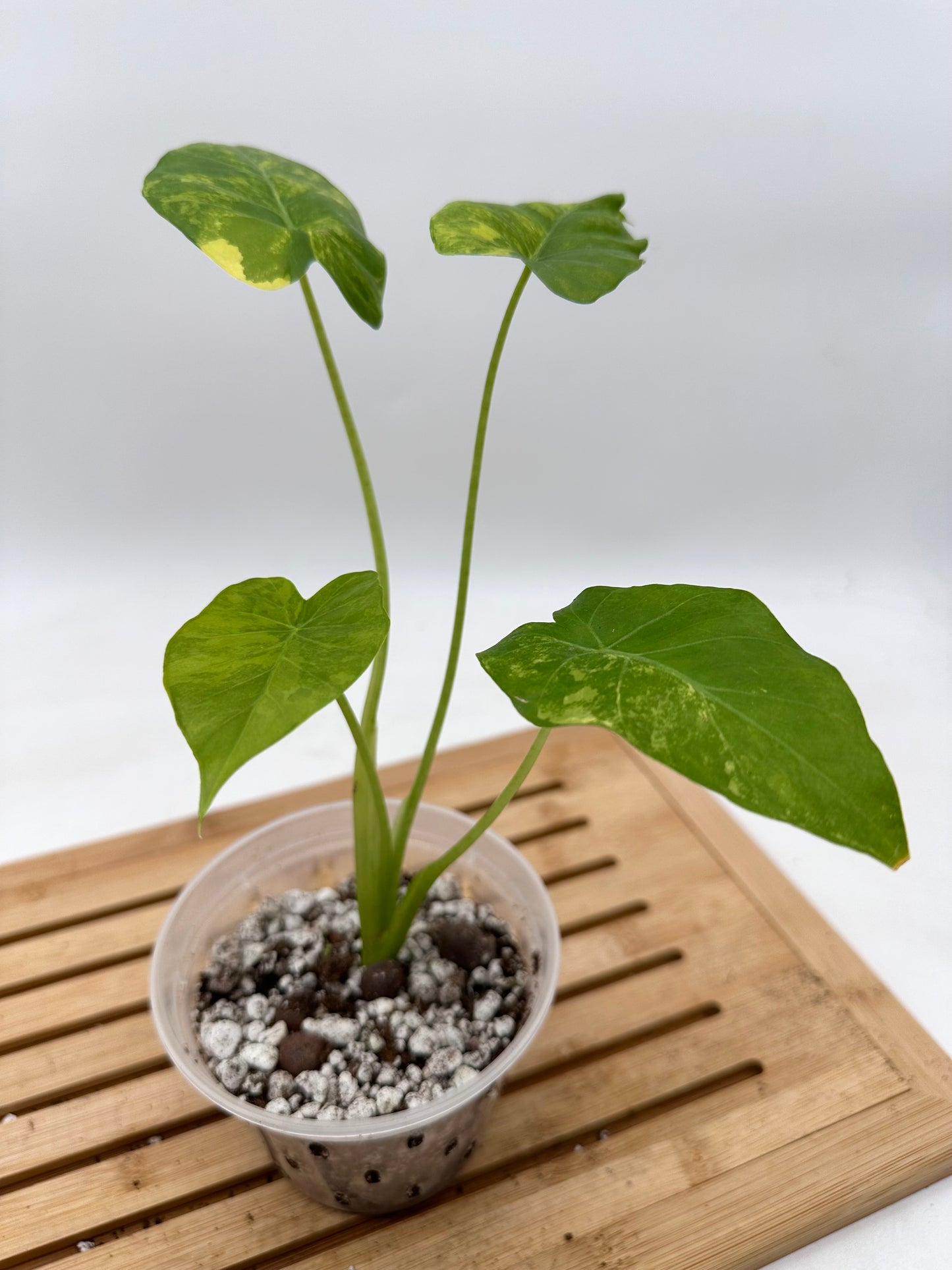 Alocasia Gageana Aurea Variegated