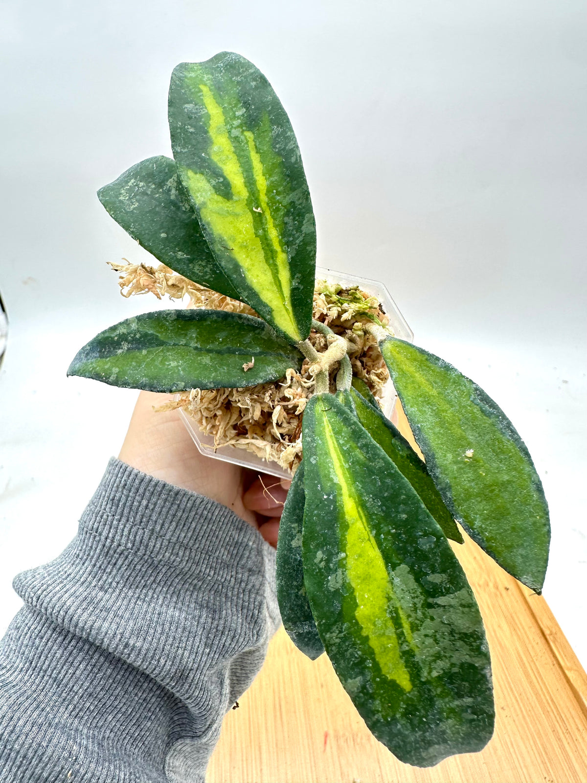 Hoya Phuwuaensis Variegated