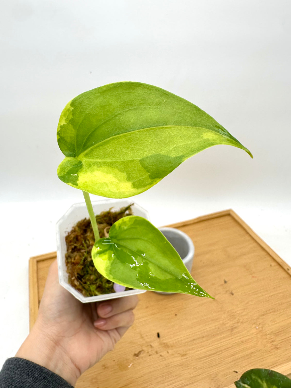Alocasia Cucullata Variegated