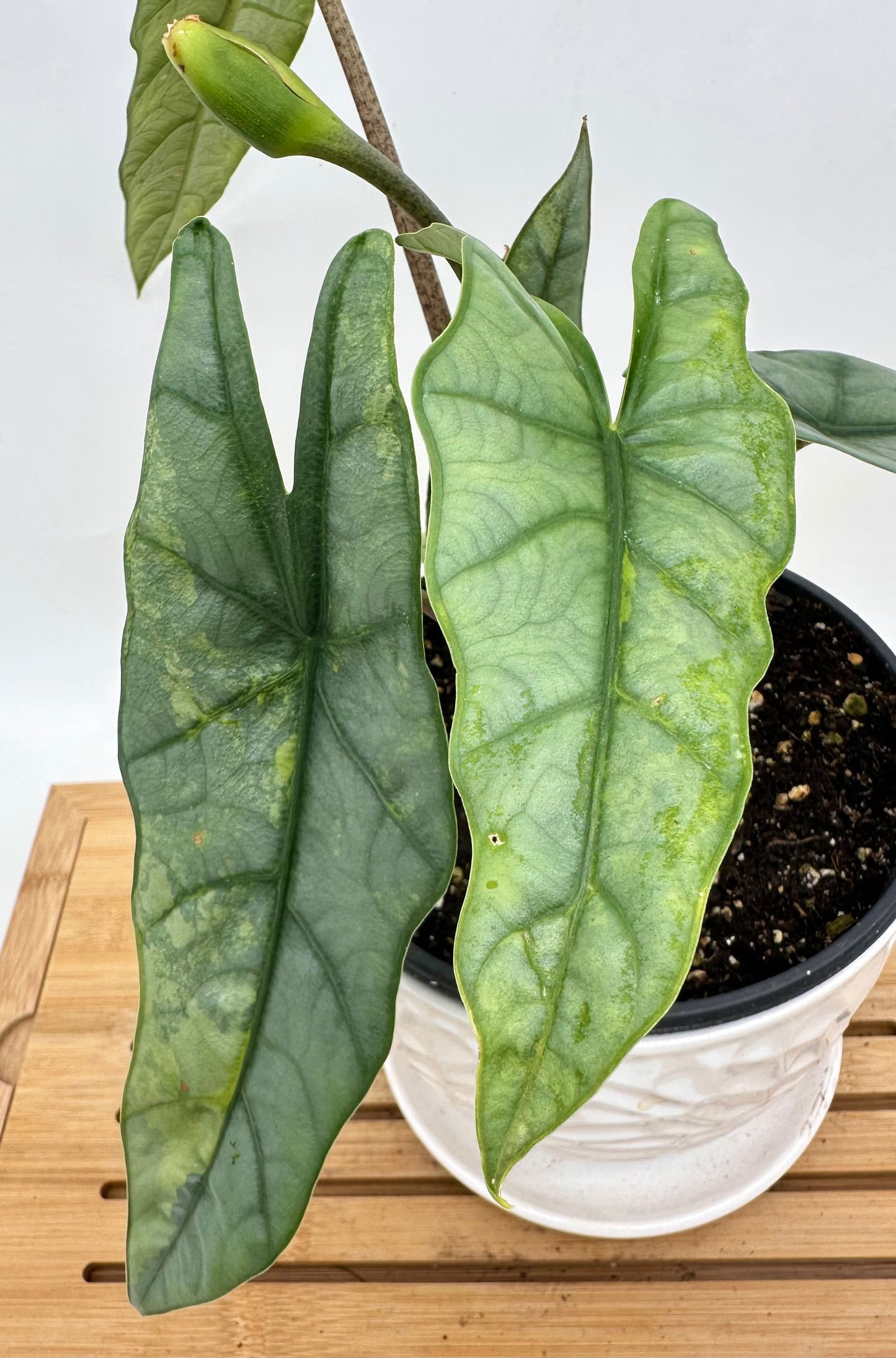 Alocasia Metallic Blue Variegated CORM