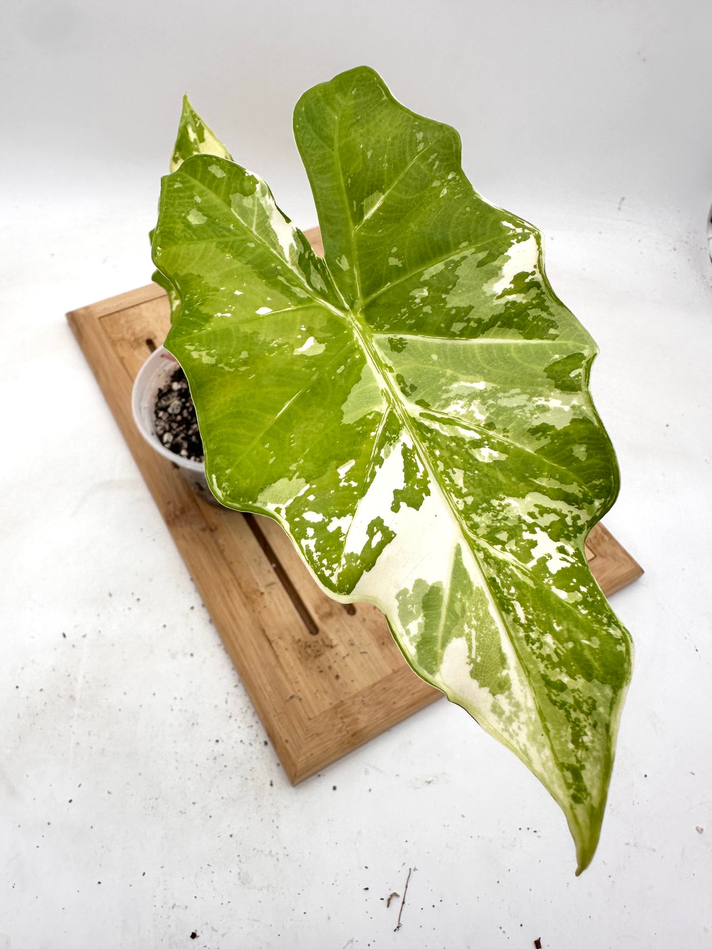 Thanksgiving Sales - Alocasia Portora Variegated