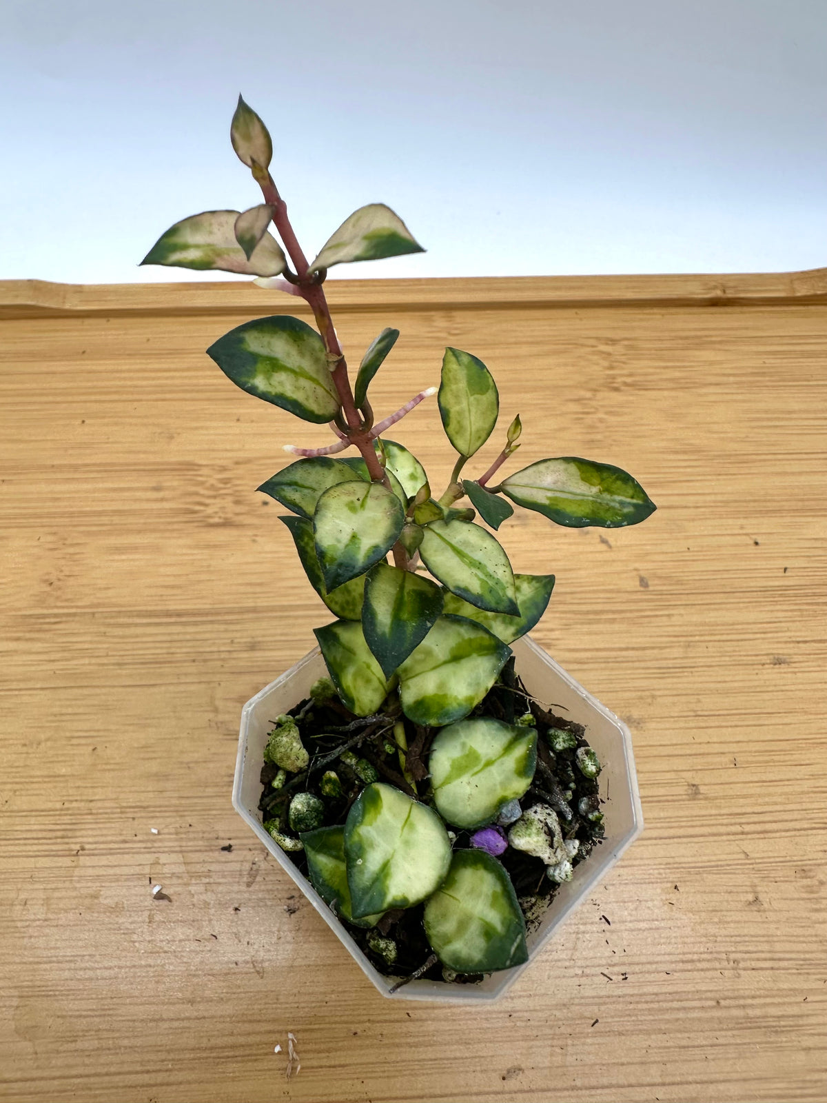 Hoya Lac. Bruno Tricolor