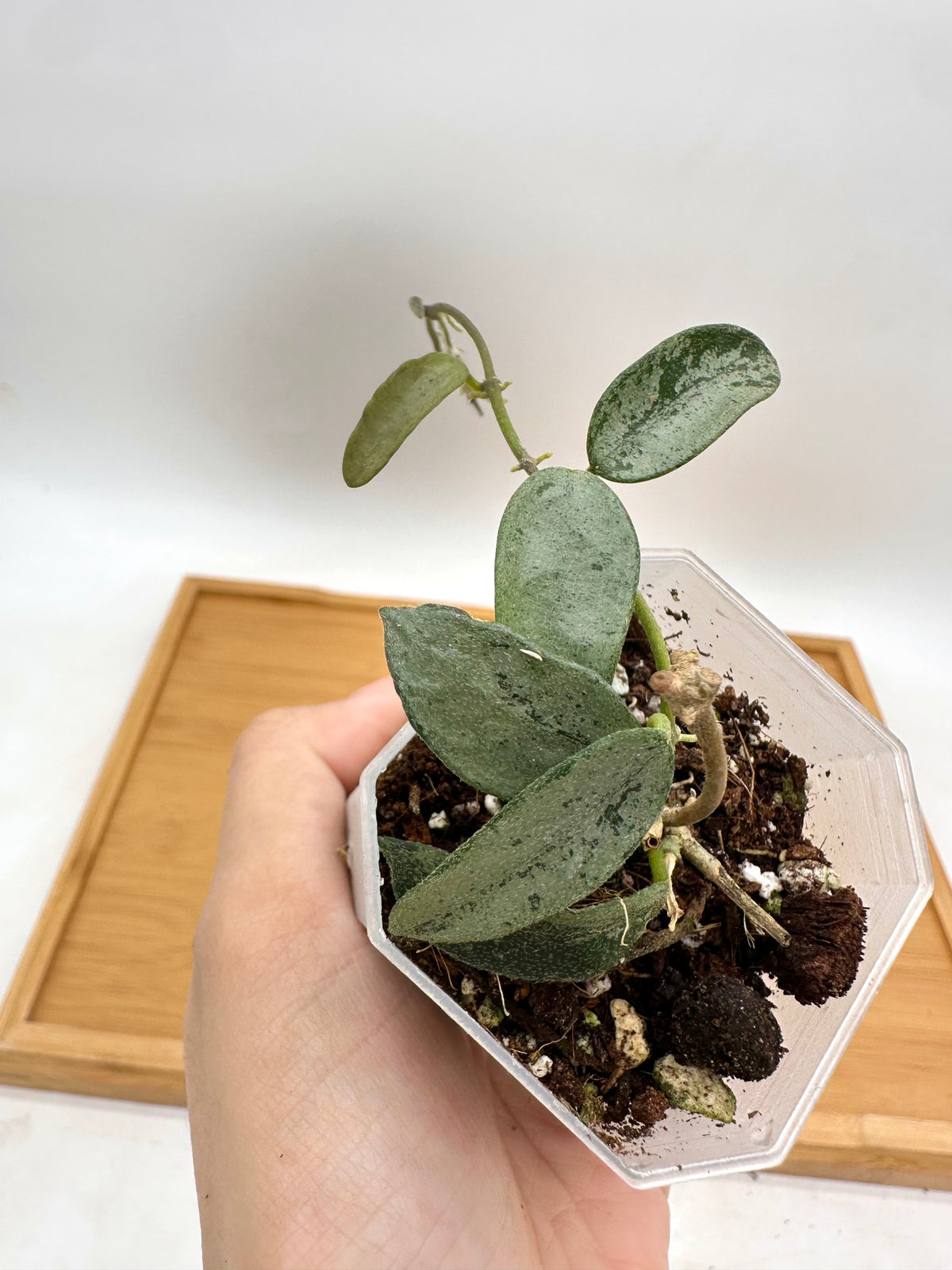 Hoya Lima Silver