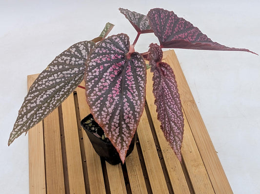 Begonia Pink Spot