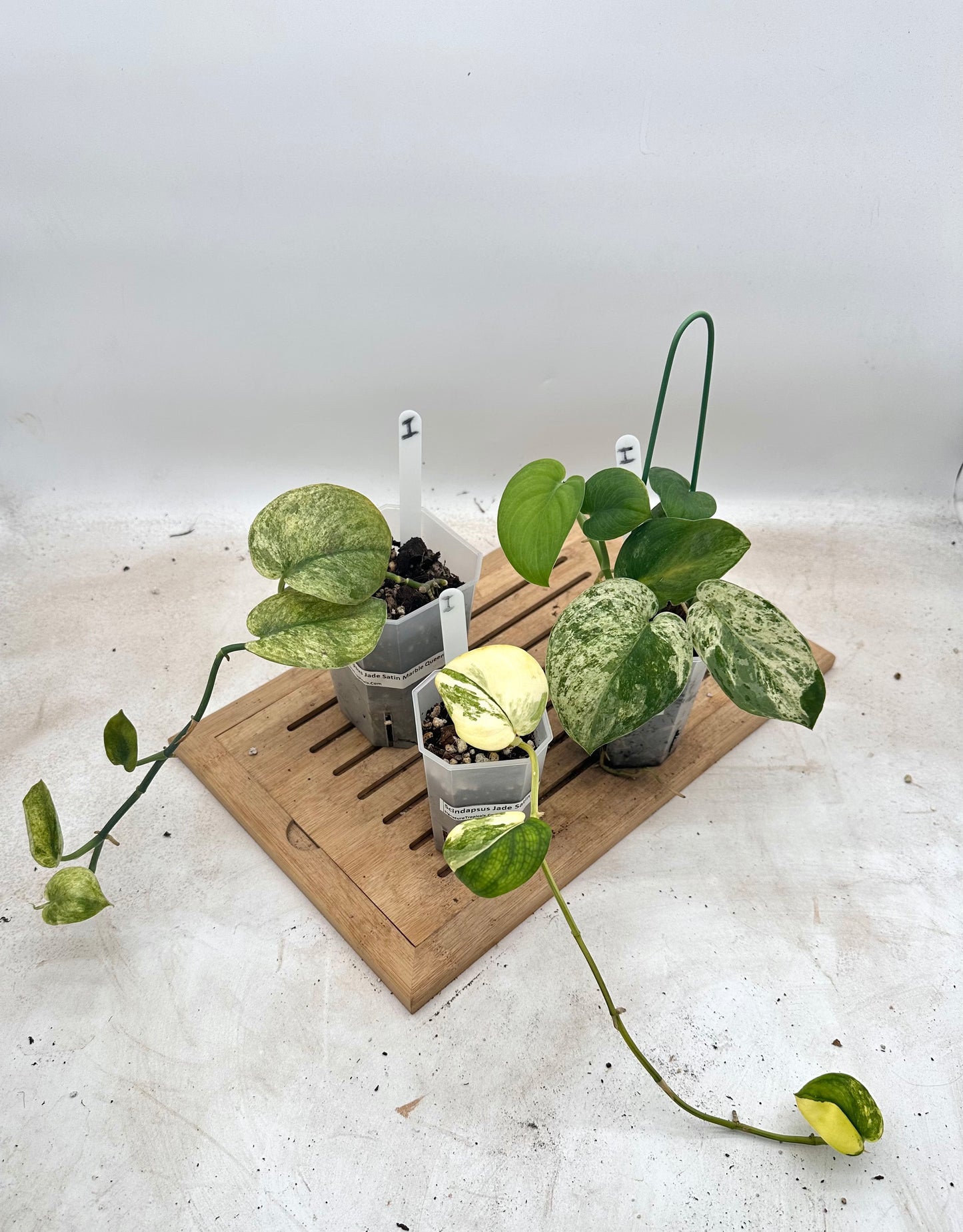 Combo Sale - Scindapsus Halimoon & Jade Satin Marble & Jade Satin Aurea