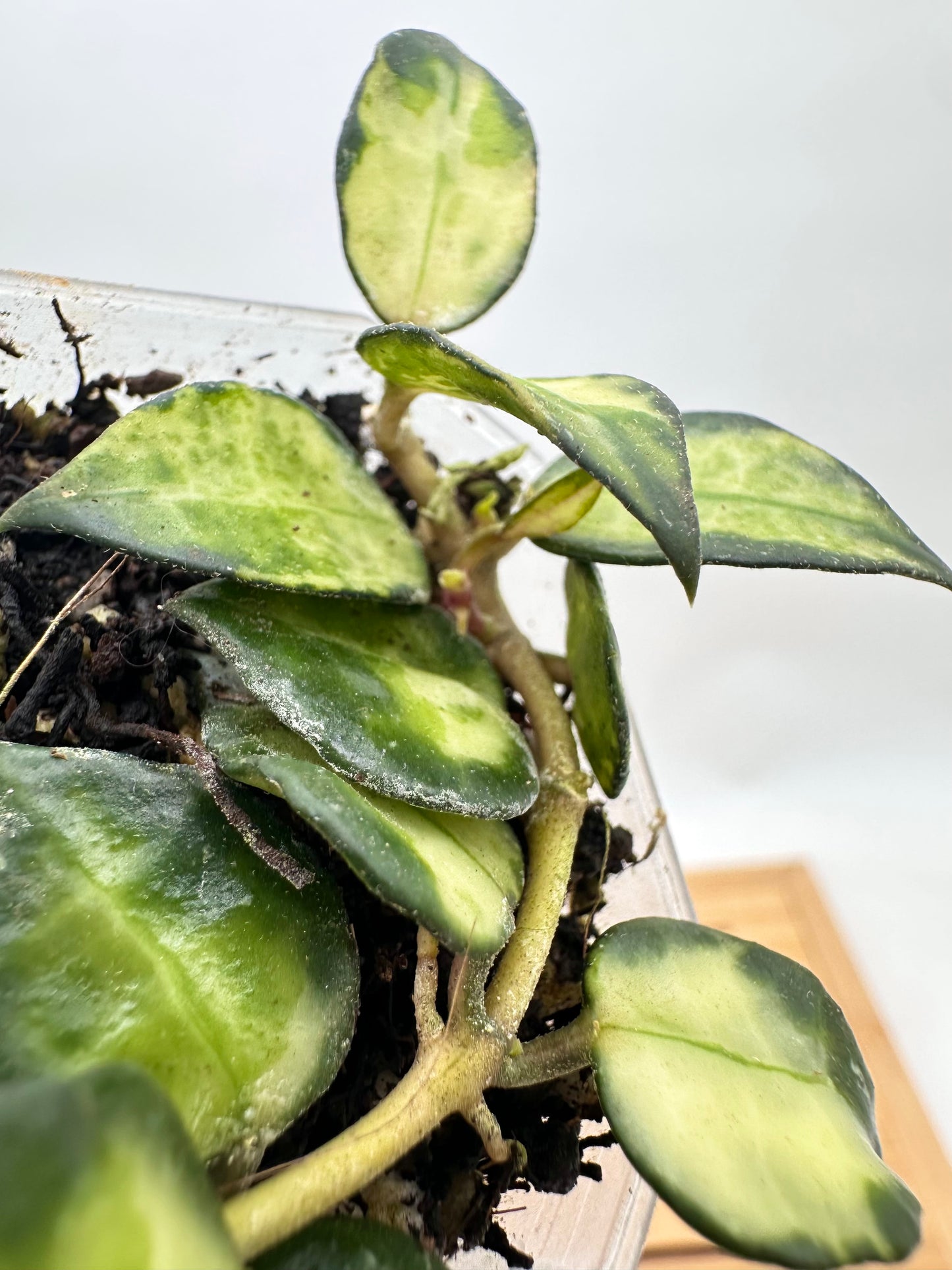 Hoya Lac. ‘Bruno’ Tricolor - Multiple Growths
