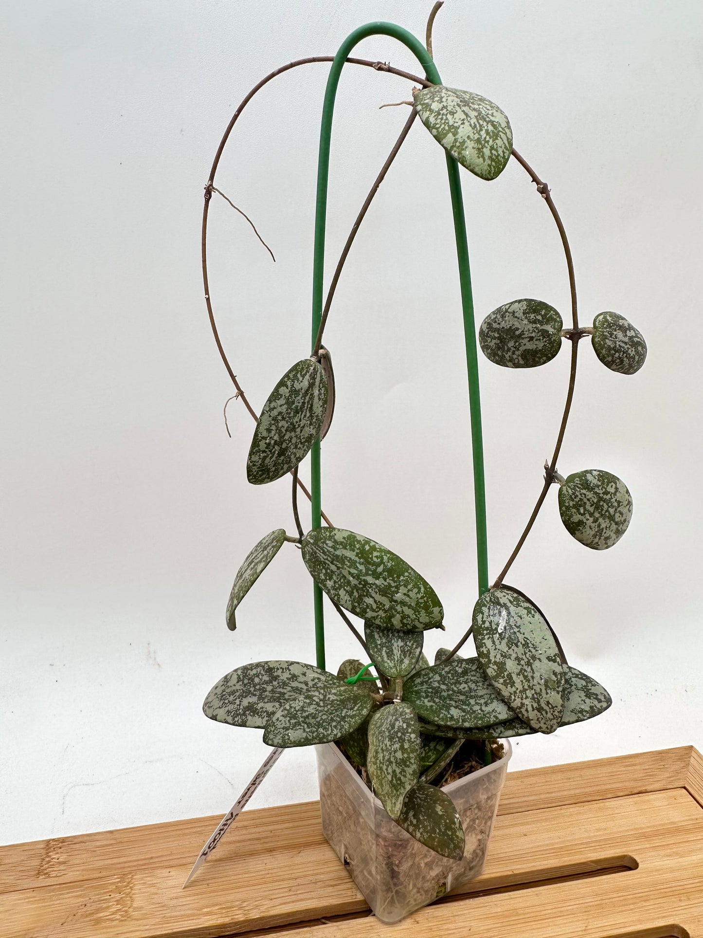 Hoya Sigillatis AH001 Round Leaf Silver
