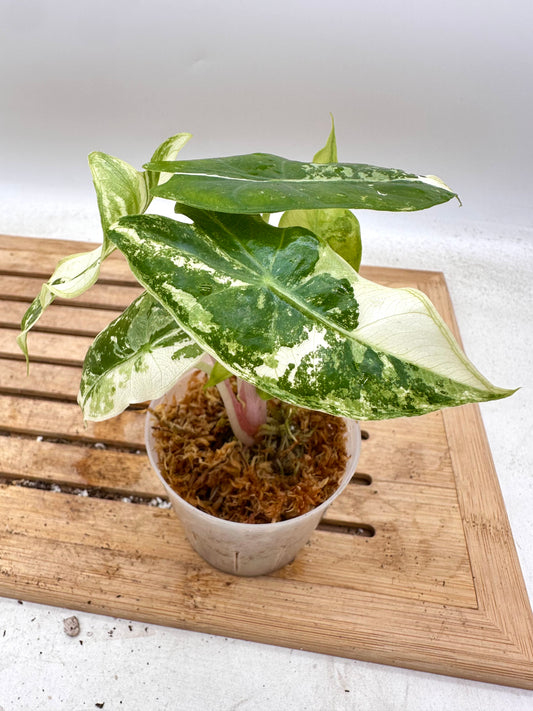 Alocasia Pink Dragon Albo/Pink Variegated