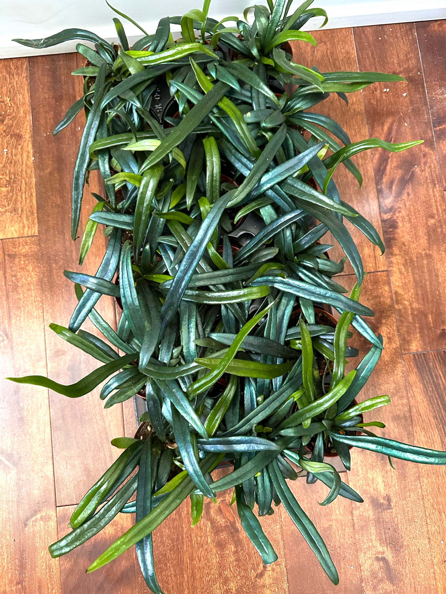 Blue Oil Fern in 3” Pot
