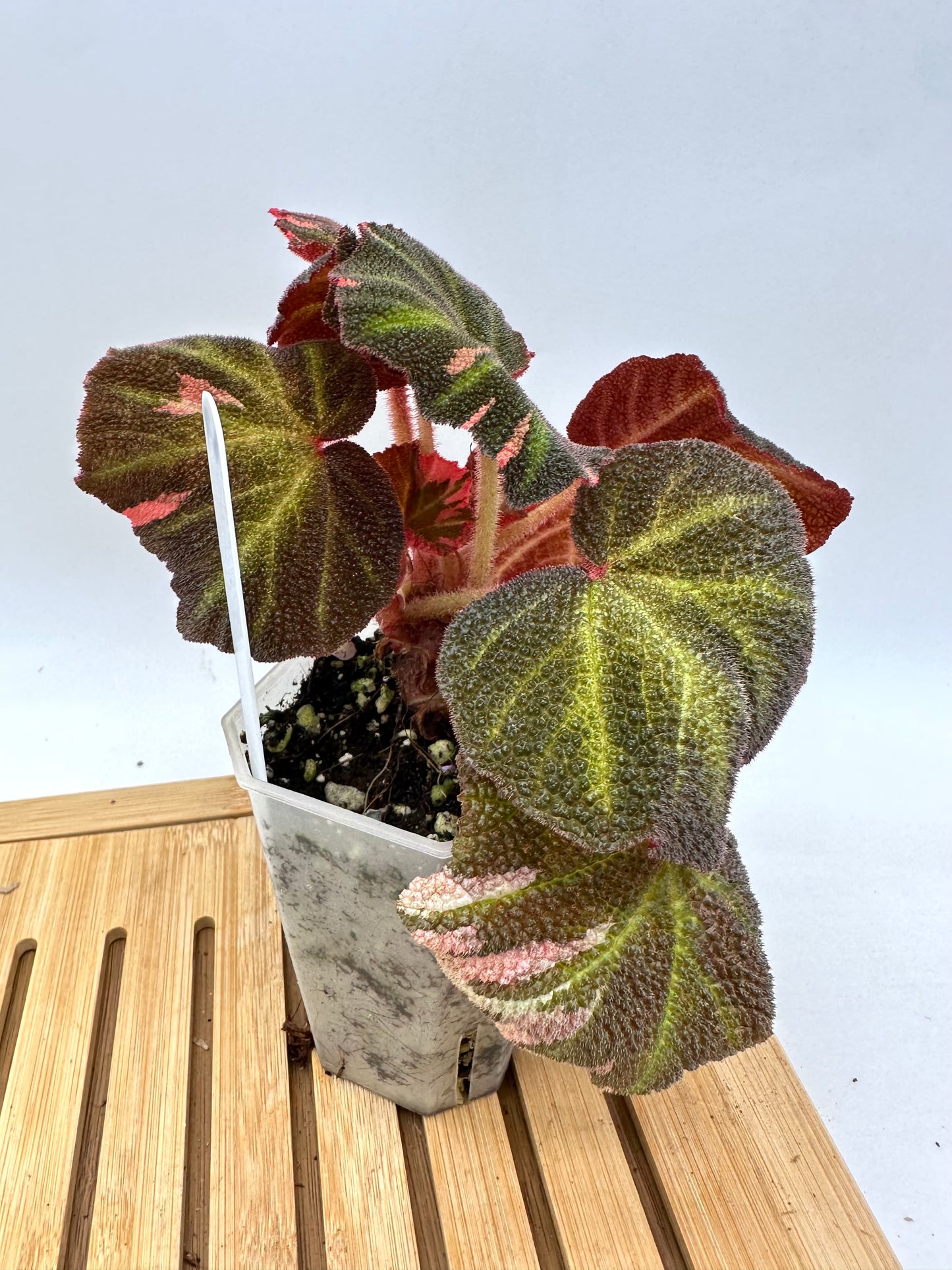 Begonia Soli Mutata Pink Variegated