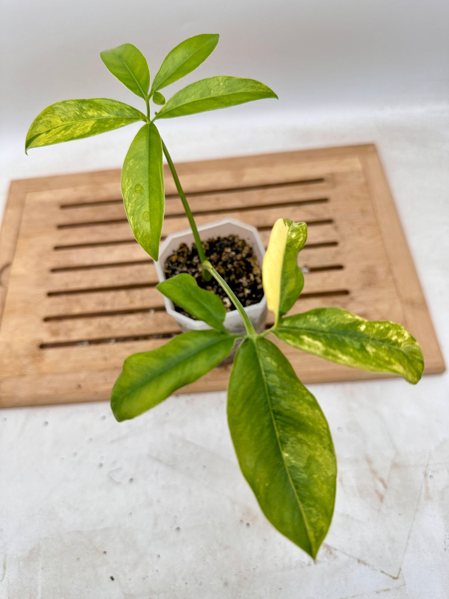 Philodendron Goeldii Variegated