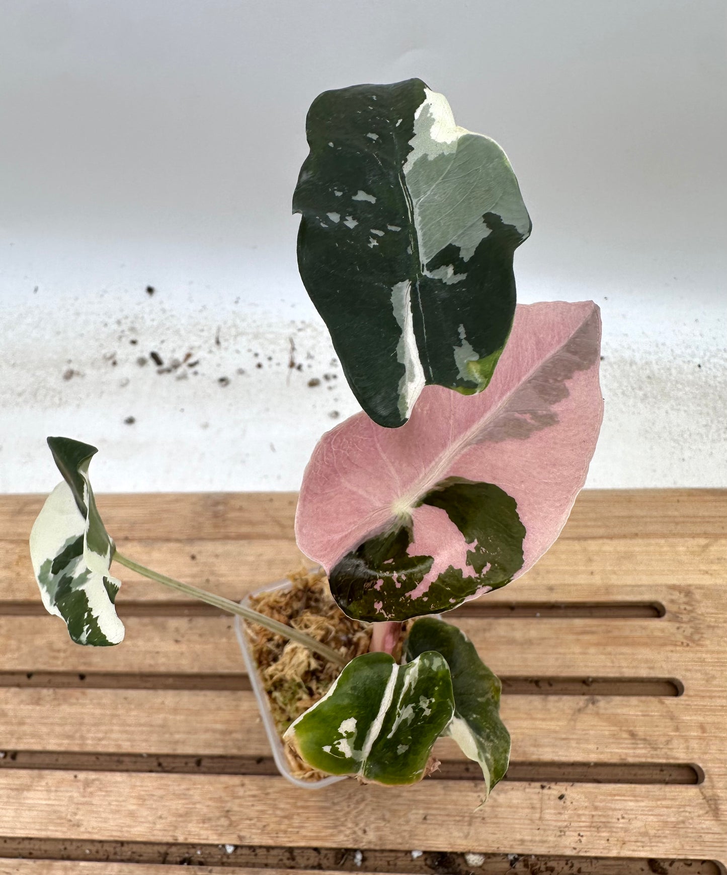 Alocasia Chantrieri Pink Variegated