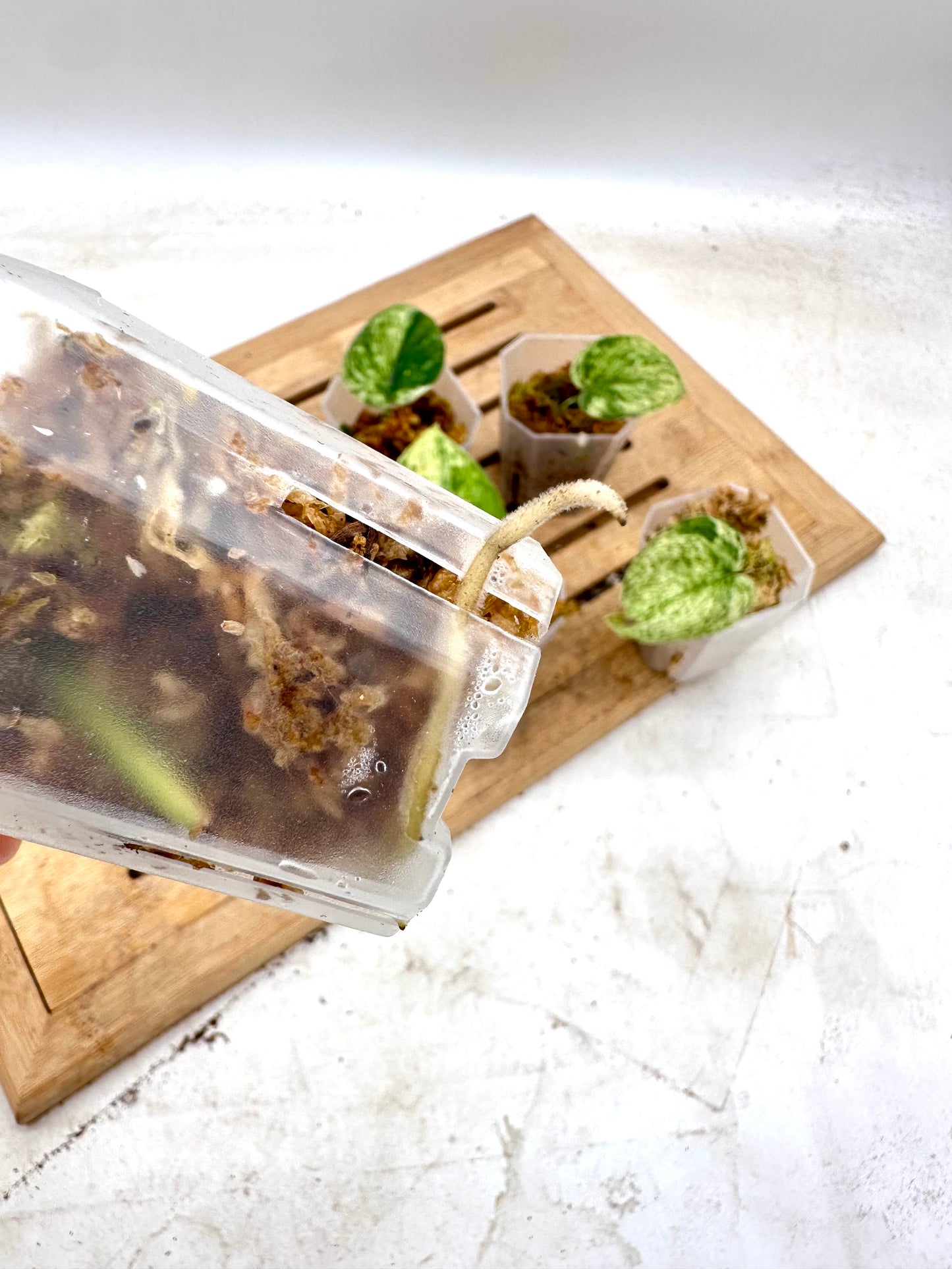 Scindapsus Halimoon Variegated - Clearance Sale 💚