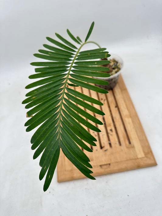 Thanksgiving Sales - 
Cycas Siamese