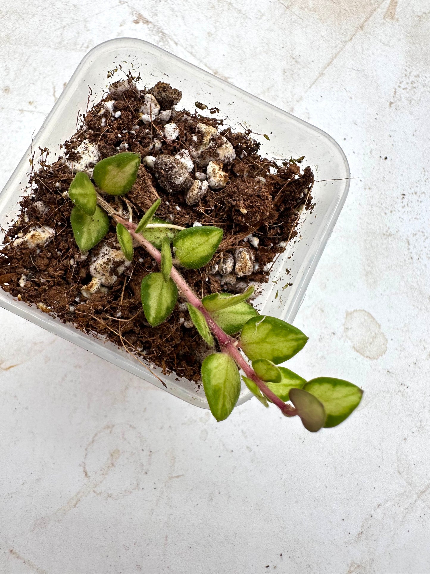Hoya Chinghungensis Variegated