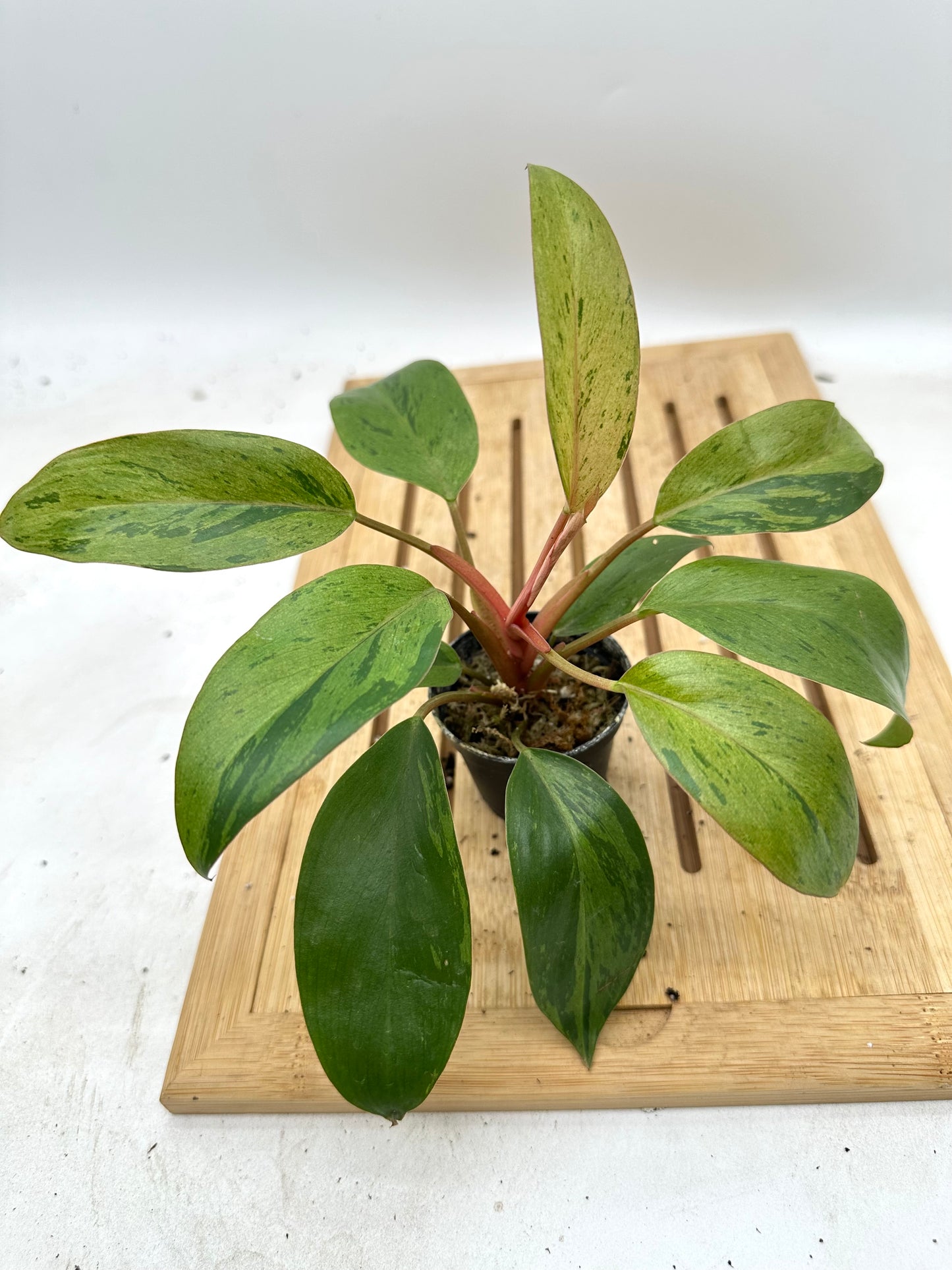 Philodendron Red Congo Mint Variegated