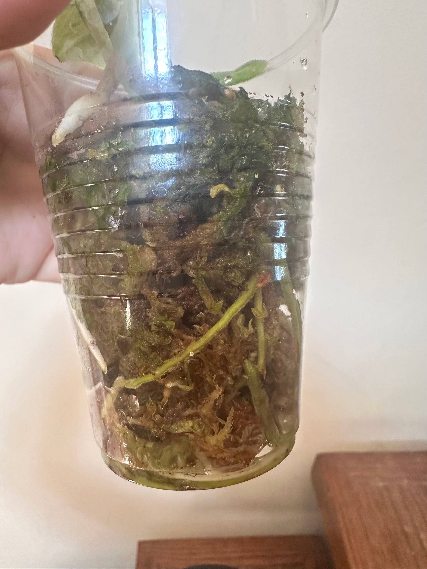 Scindapsus Superstar