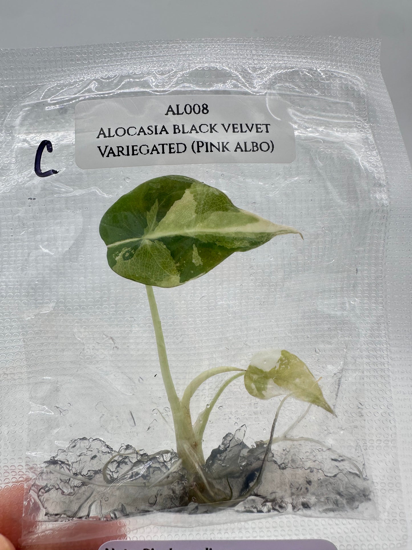 Tissue Culture - Alocasia Black Velvet Pink Albo Variegated