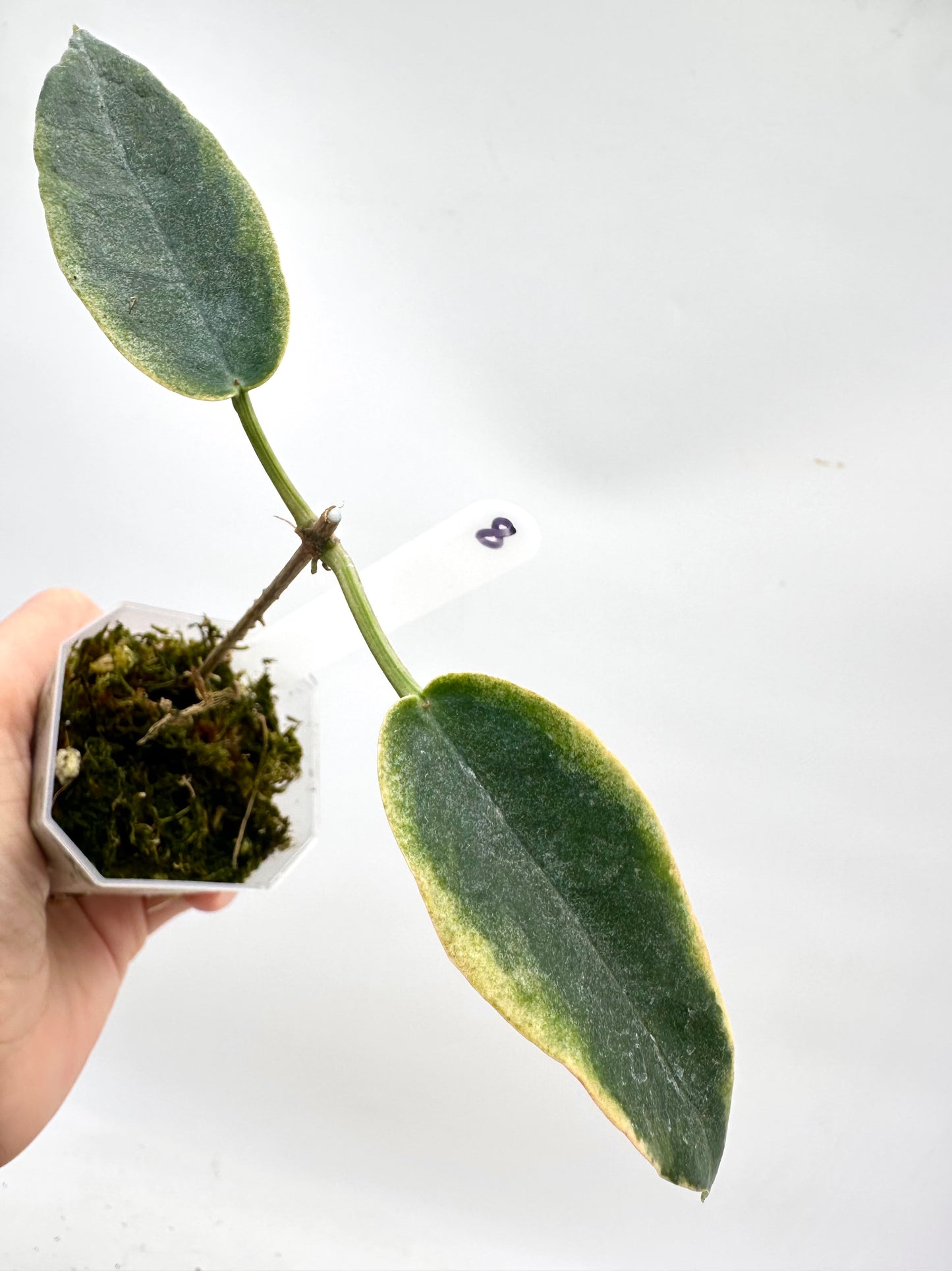 Hoya Archboldiana Albo Variegated