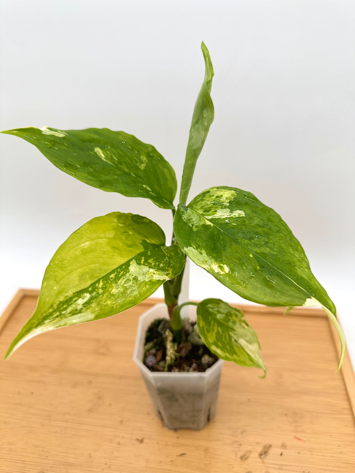 Aglaonema Khan-Hmak Tri-Color Variegated - Rare Find