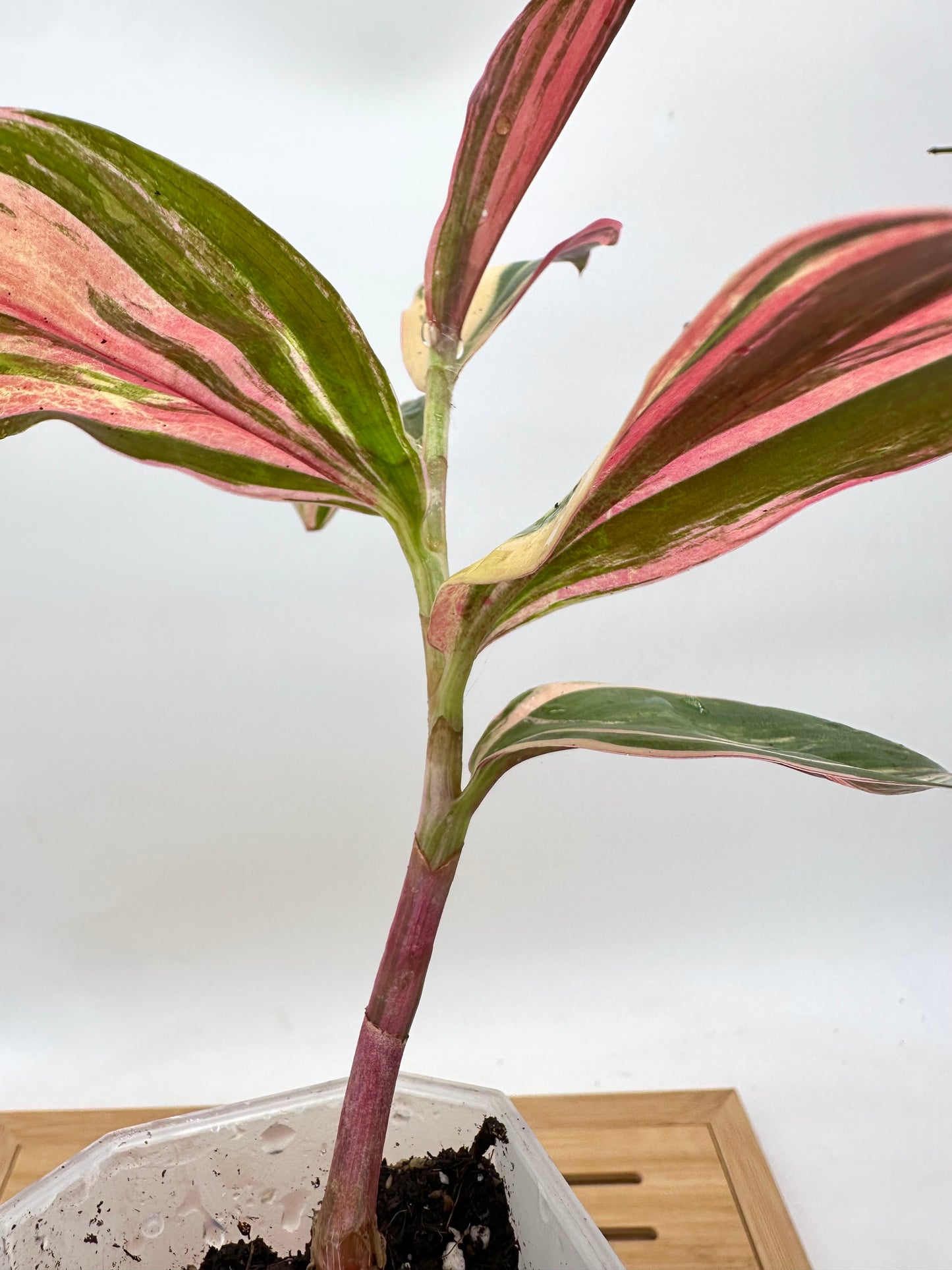 Spiral Ginger Pink Variegated - Multiple Growths