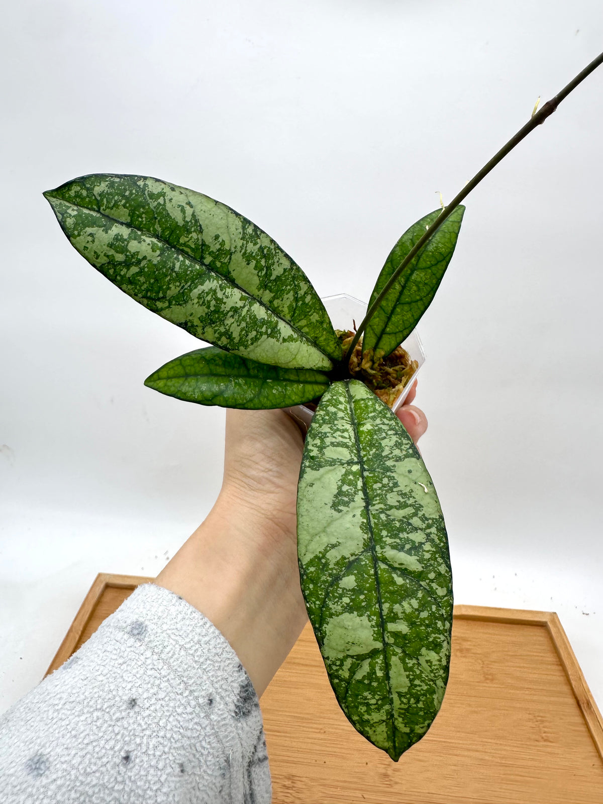 Hoya Crassipetiolata Splash