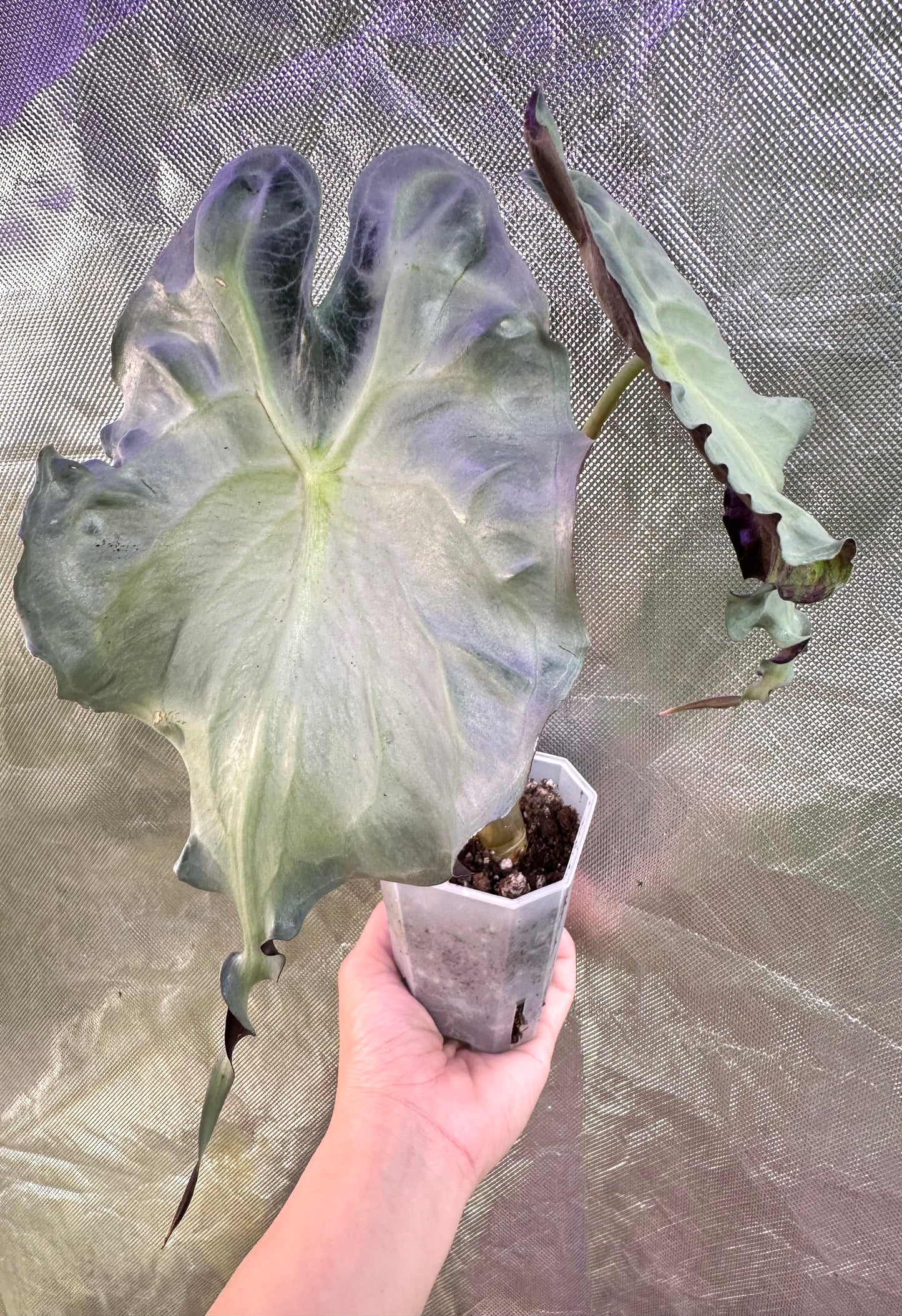 Alocasia Venom - Good Size