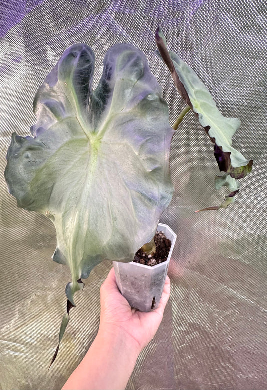 Alocasia Venom - Good Size