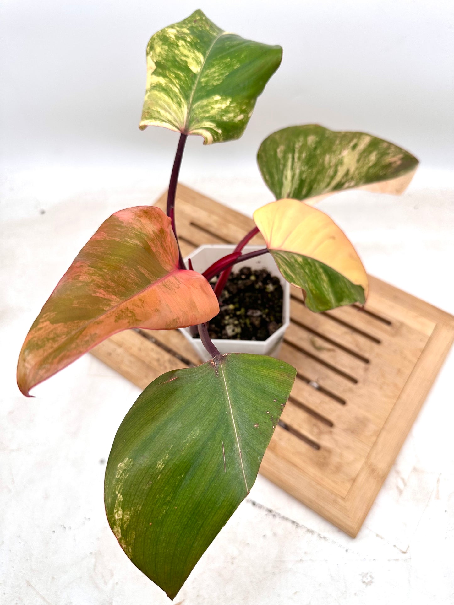 Philodendron Strawberry Shake 🍓
