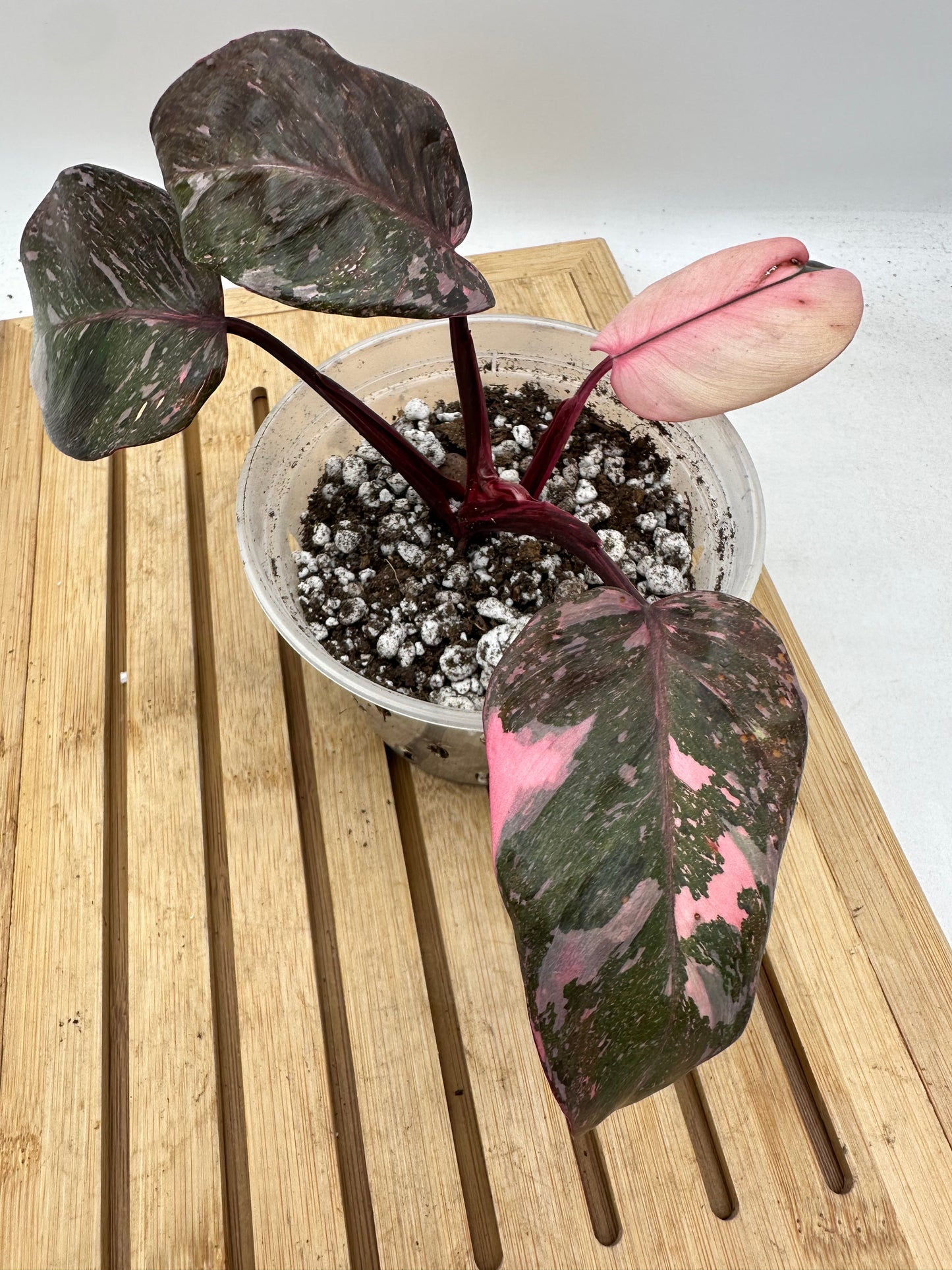 Philodendron Pink Princess Marble King Variegated (Thailand)