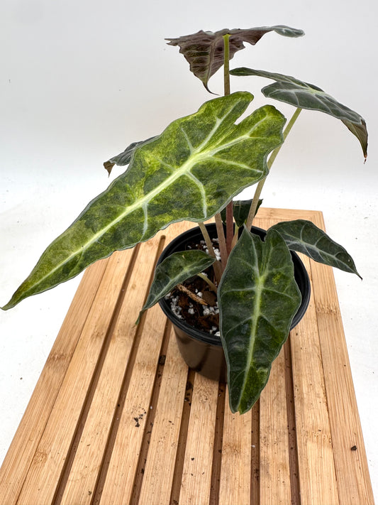 Alocasia Polly Splash Variegated